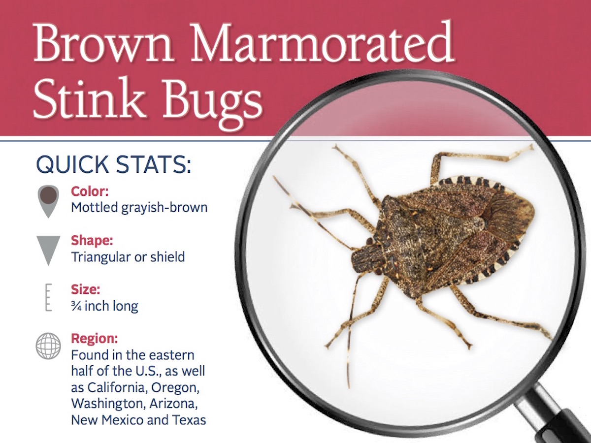 Stink Bug Pest ID Card_Front.jpg