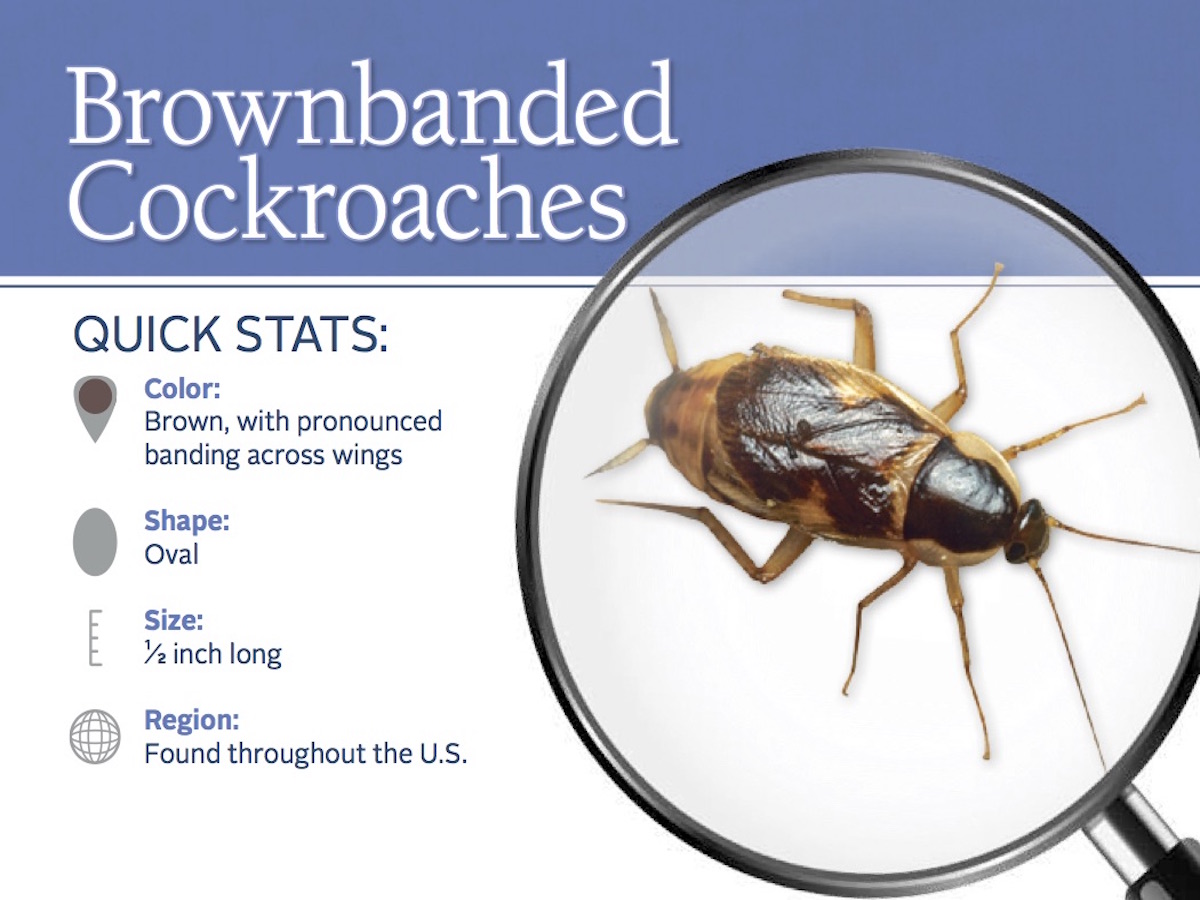 Brown-Banded Cockroaches Control: How to Get Rid Of Pests
