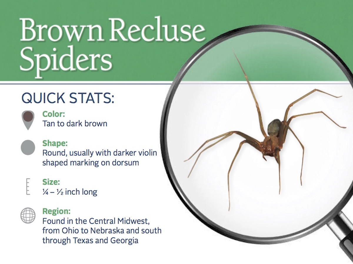 Brown Recluse Spiders Control Information Bites And More