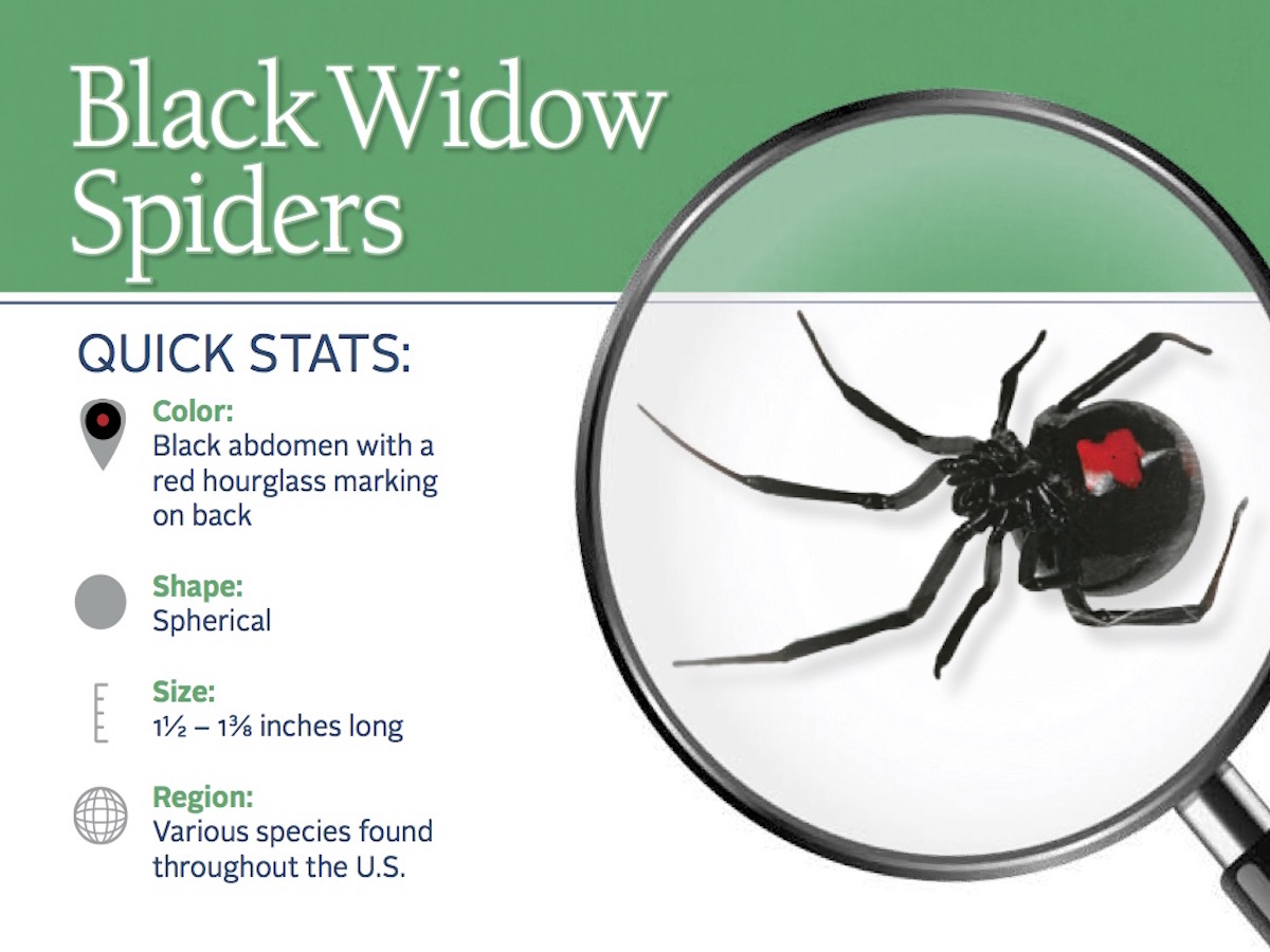 black widow spider web identification