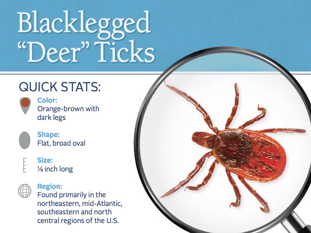Blacklegged Deer Ticks Removal & Control of Deer Ticks