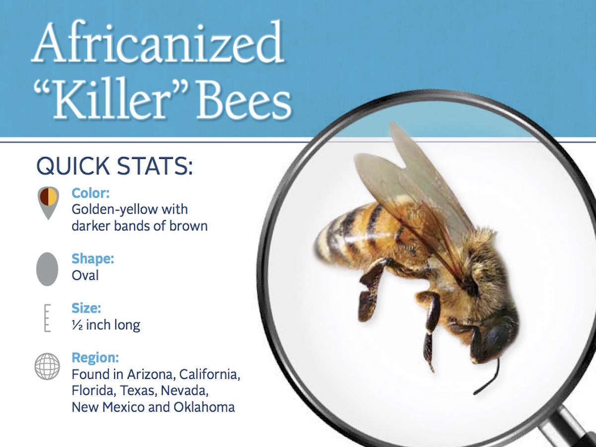 africanized-bee-pest-id-card_front.jpg