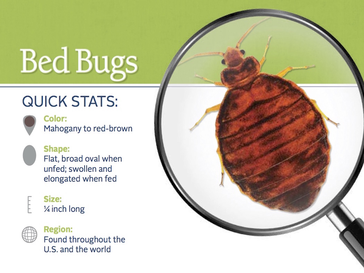 Where Do Bed Bugs Come From Identify Bed Bugs Bites