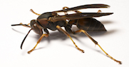 Side view of paper wasps