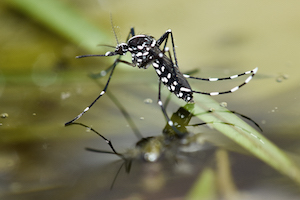 Asian tiger mosquito (Aedes albopictus).jpg (1)
