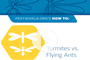how-to-ants-termites.jpg