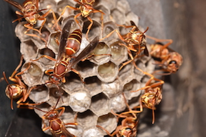 Paper wasp group 3.JPG
