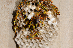 iStock_000005705353Small_start of nest.jpg