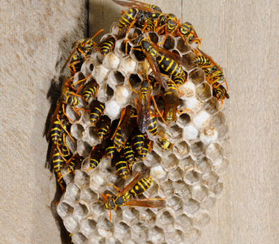 iStock_000005705353Small_start of nest.jpg