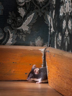 iStock_000010416515Small_mouse hole.jpg