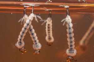 Aedes aegypti larvae.jpg
