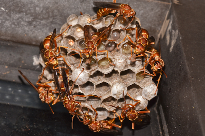 Some Paper Wasps Do Stick Around In Winter Pestworld