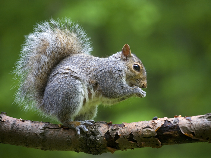 Squirrels 101: Facts, Photos & Information on Squirrels Squirrels 101: Facts, Photos & Information on Squirrels