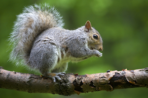 iStock_000015388123_Medium 2.jpg