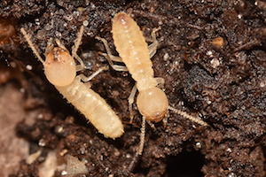 Formosan termite workers 2.jpg