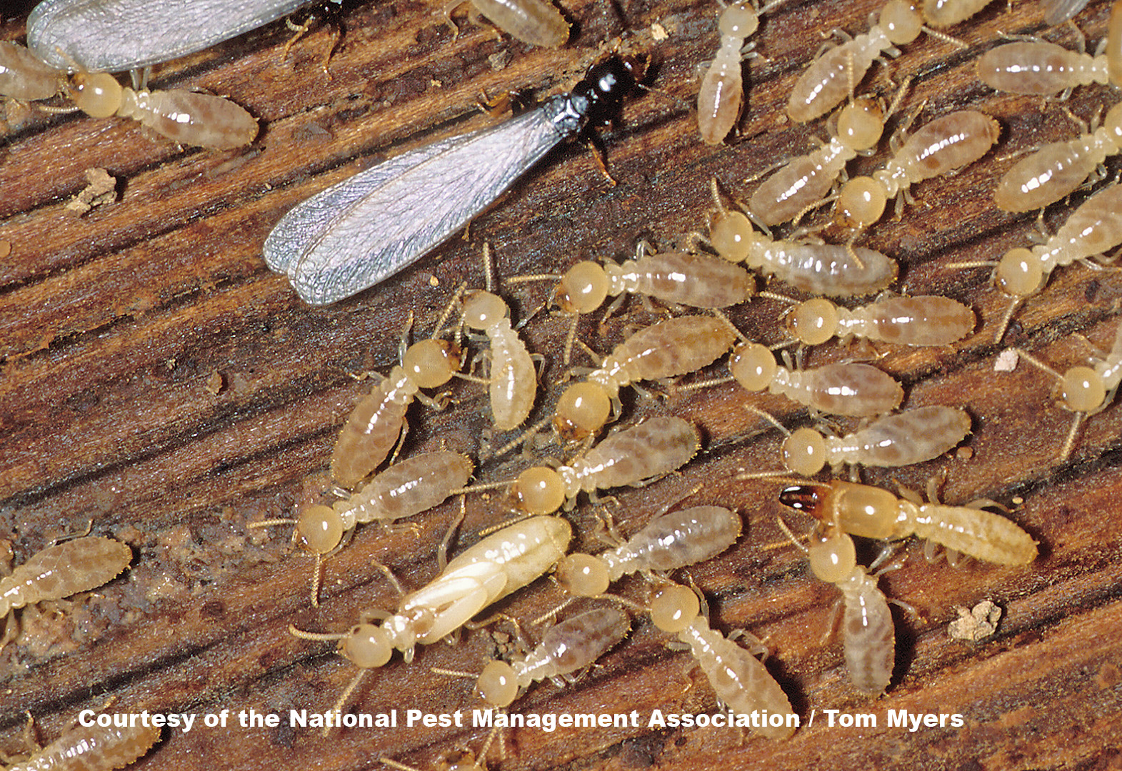 Subterranean Termites Southern CA