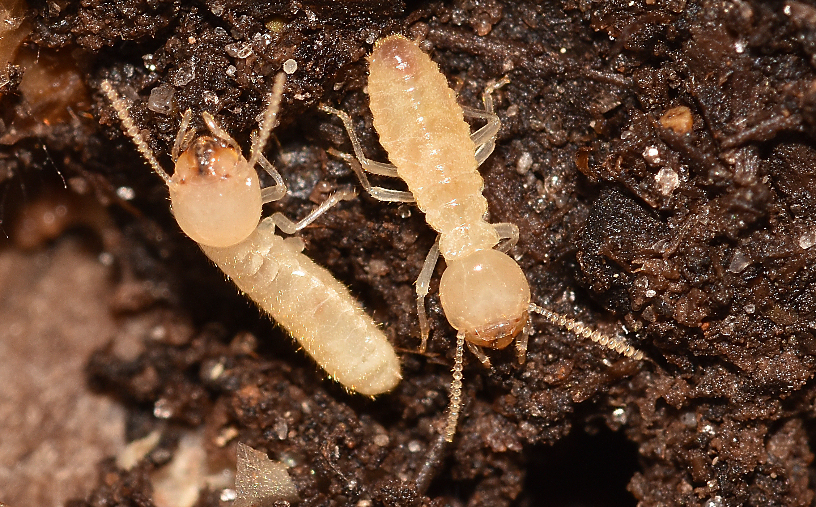 Formosan Termite Southern CA