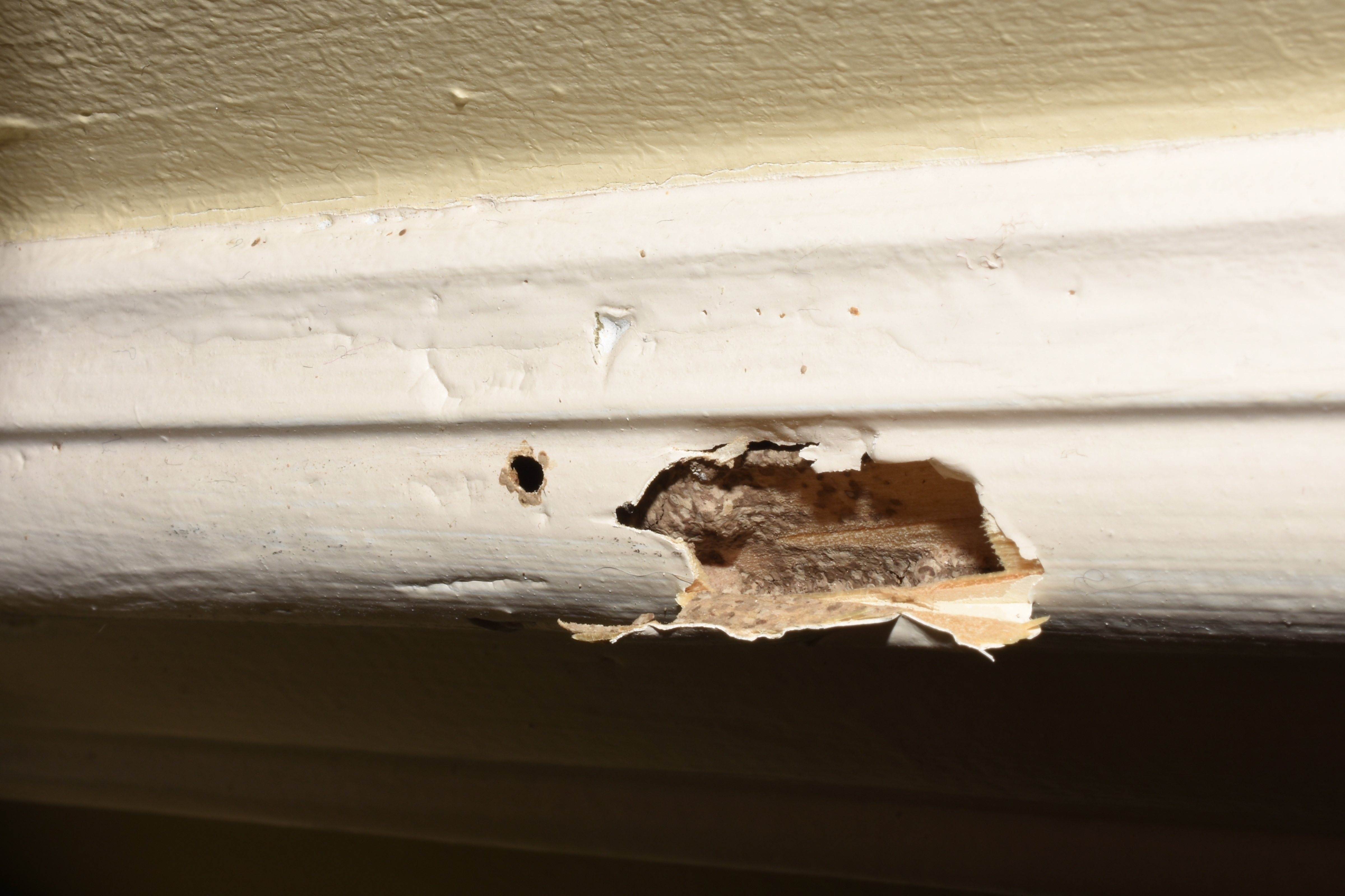 Top 5 Signs Of A Termite Infestation In Your Home