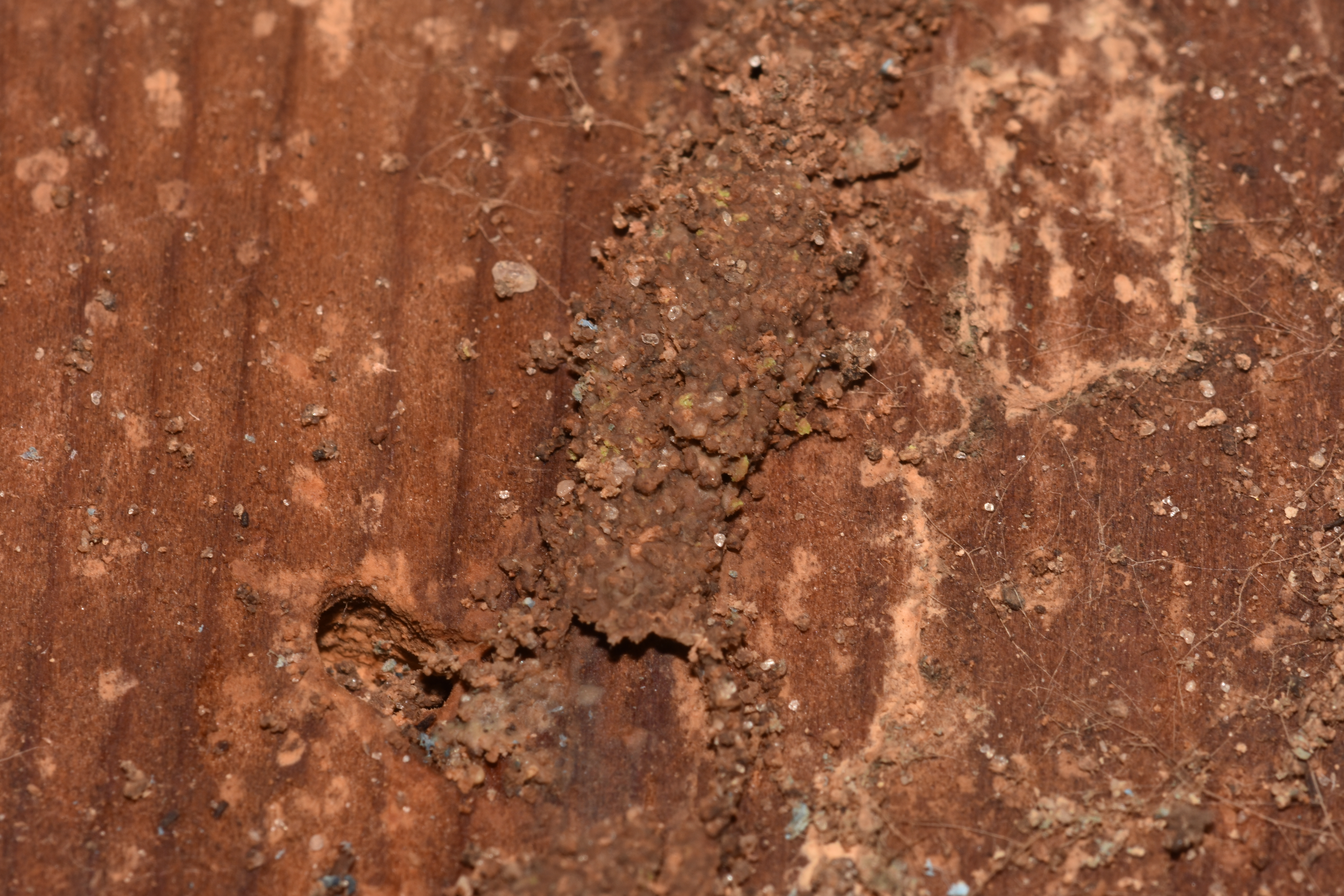 Top 5 Signs Of A Termite Infestation In Your Home