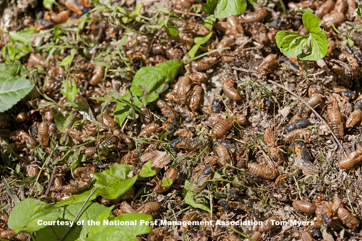 Cicada Swarms To Come Out In Southeast In Spring 17 Cicada Swarms To Come Out In Southeast In Spring 17