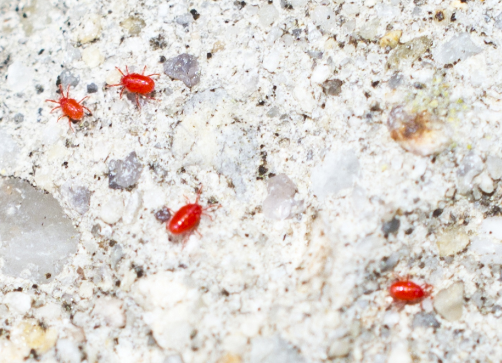 Red Mites