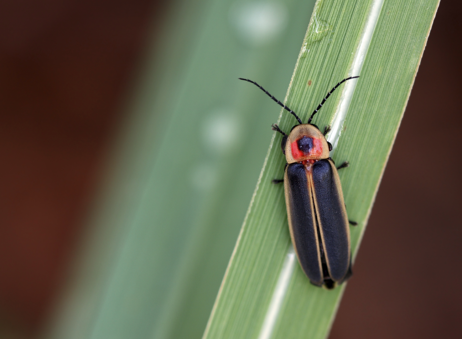 firefly lightning fireflies bug synchronous pennsylvania bugs smoky gateway beetles macro mountains elkmont jar flies aren behind science night park