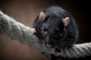iStock_000013025604Small_rat.jpg