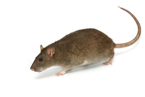 iStock_000011820050Medium.jpg