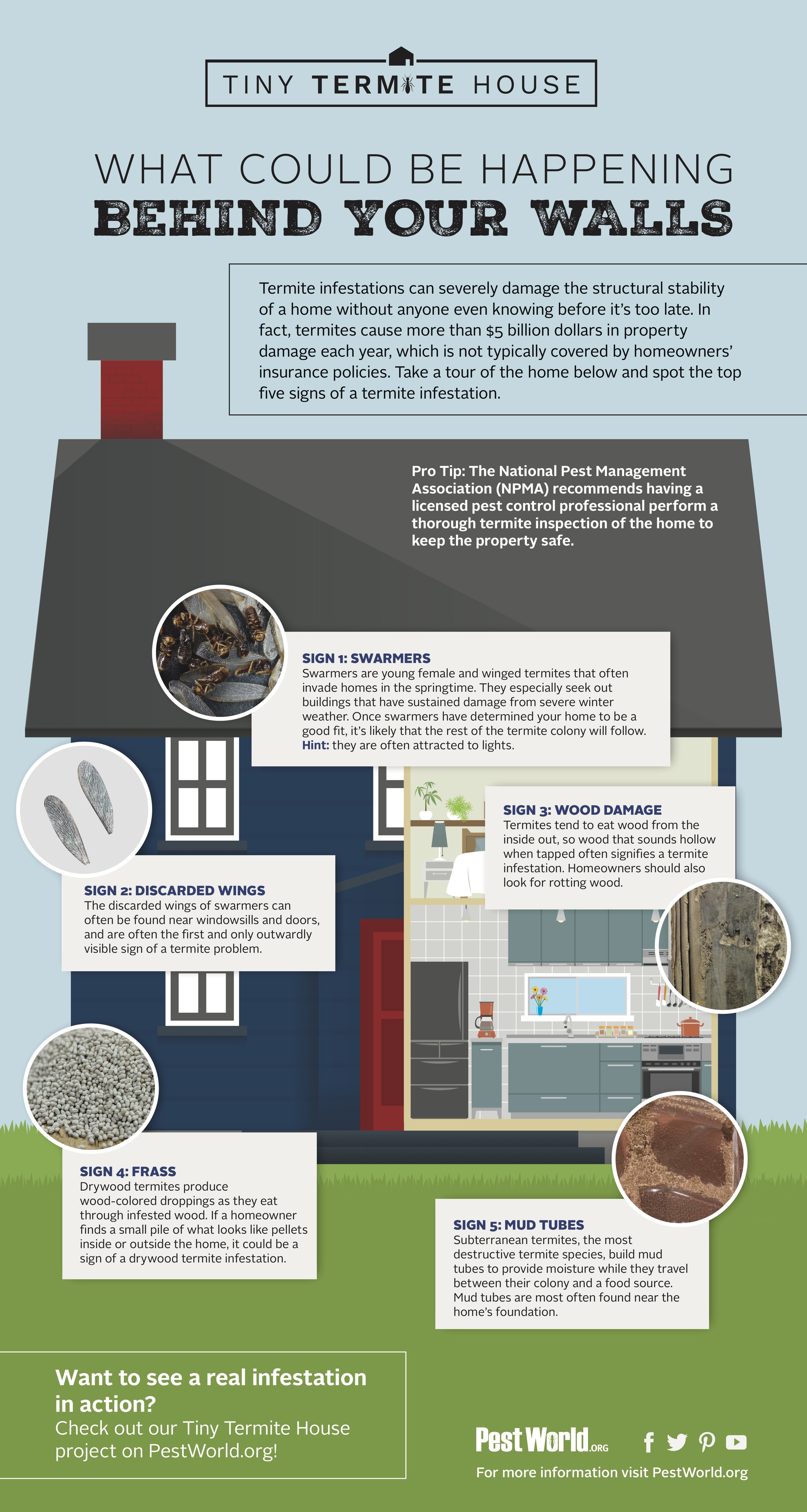 termite control utah