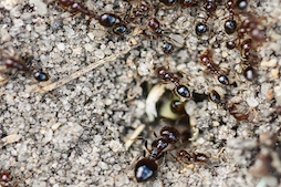 Fire ants and Floods.jpg