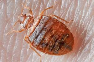 Bed Bug Identification Chart