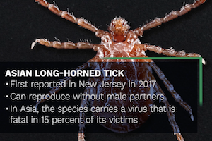 longhorned tick article thumbnail.png
