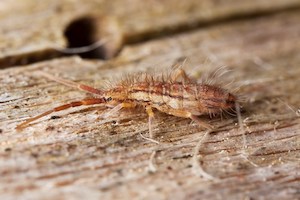 istock_000016317413_large.jpg (1)