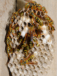 istock_000005705353small_start-of-nest.jpg