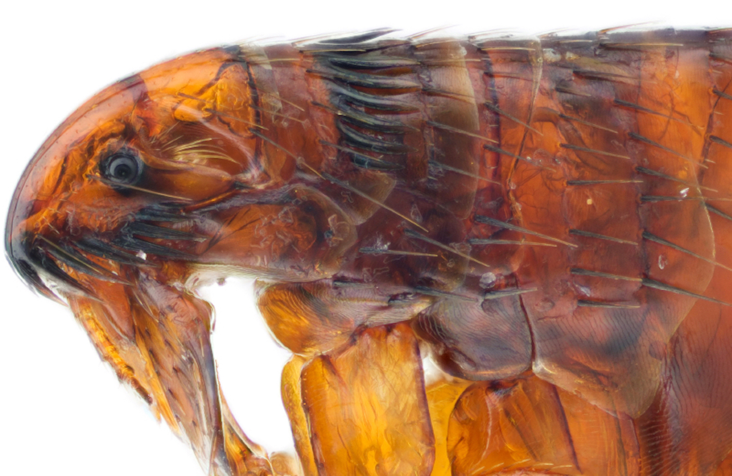 Flea Listing Image