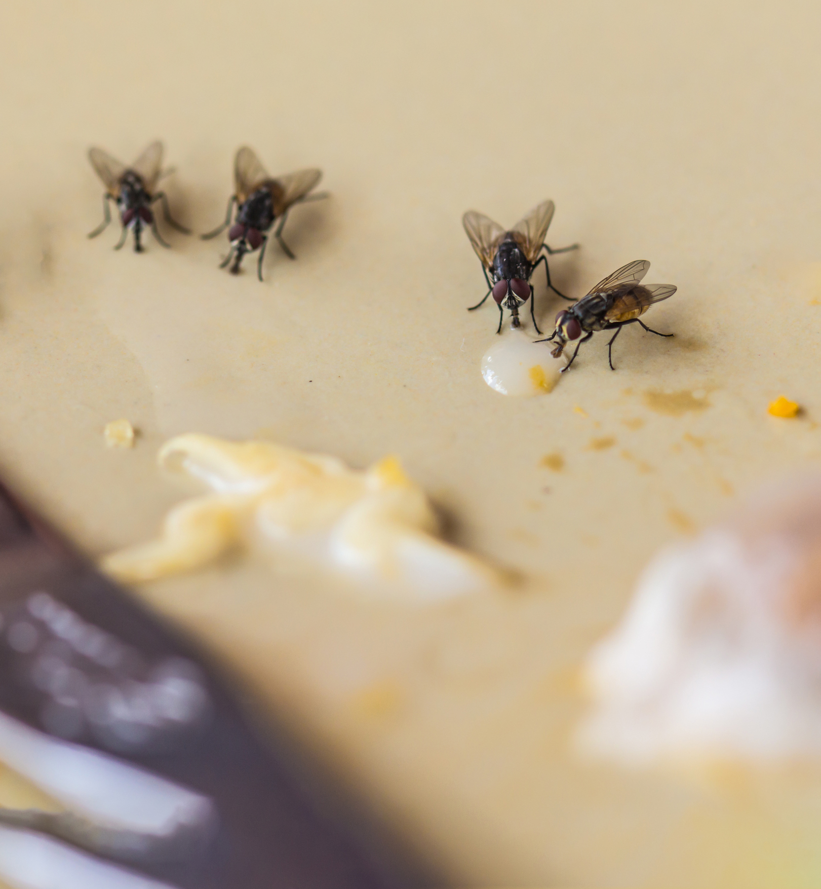 How to Get Rid of Flies Indoors