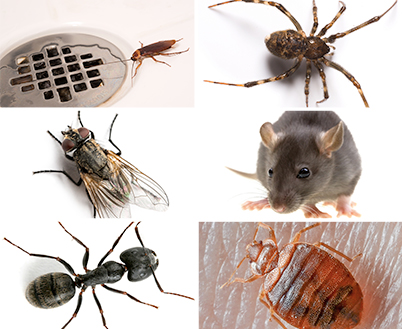 common house bugs and pests