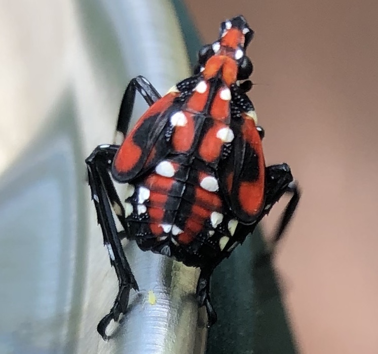 Spotted Lanternfly on a Leaf.jpeg