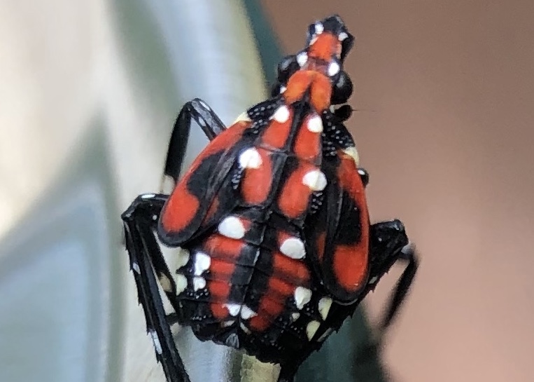 Spotted Lanternfly.jpg