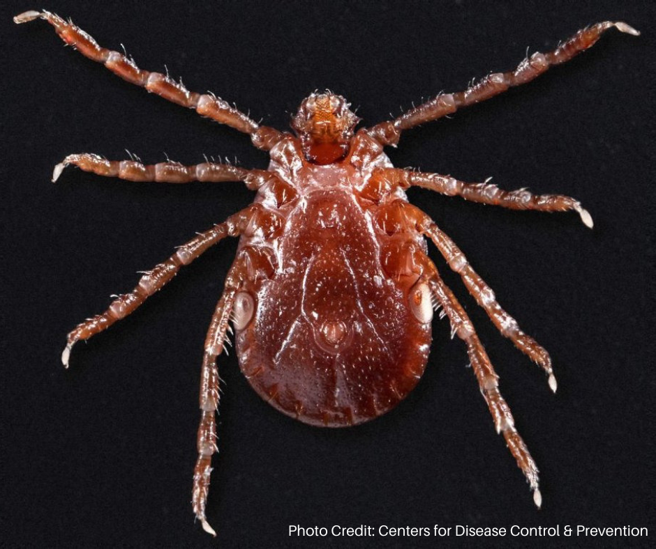 Asian Longhorned Tick