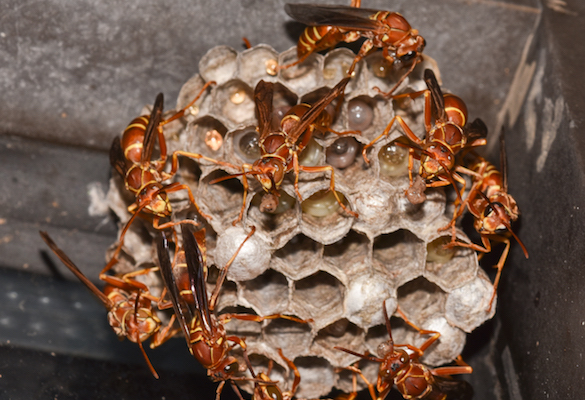paper-wasp-group.jpg