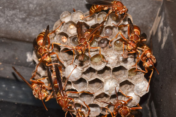 paper-wasp-group.jpg (1)