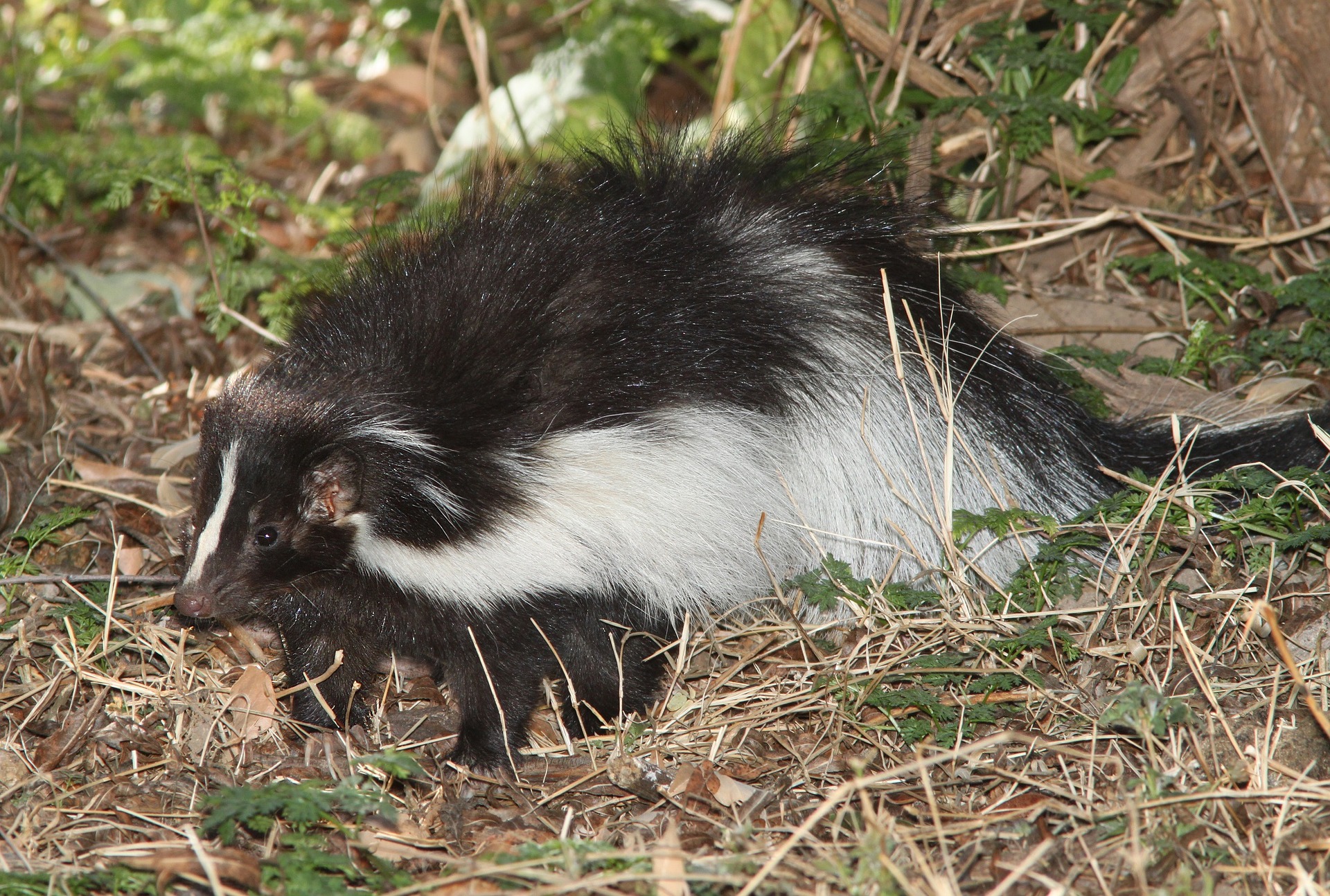 Commercial skunk shop odor remover