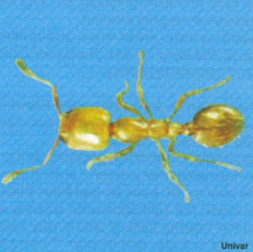 Learn about how to get rid of thief ants from the experts at NPMA