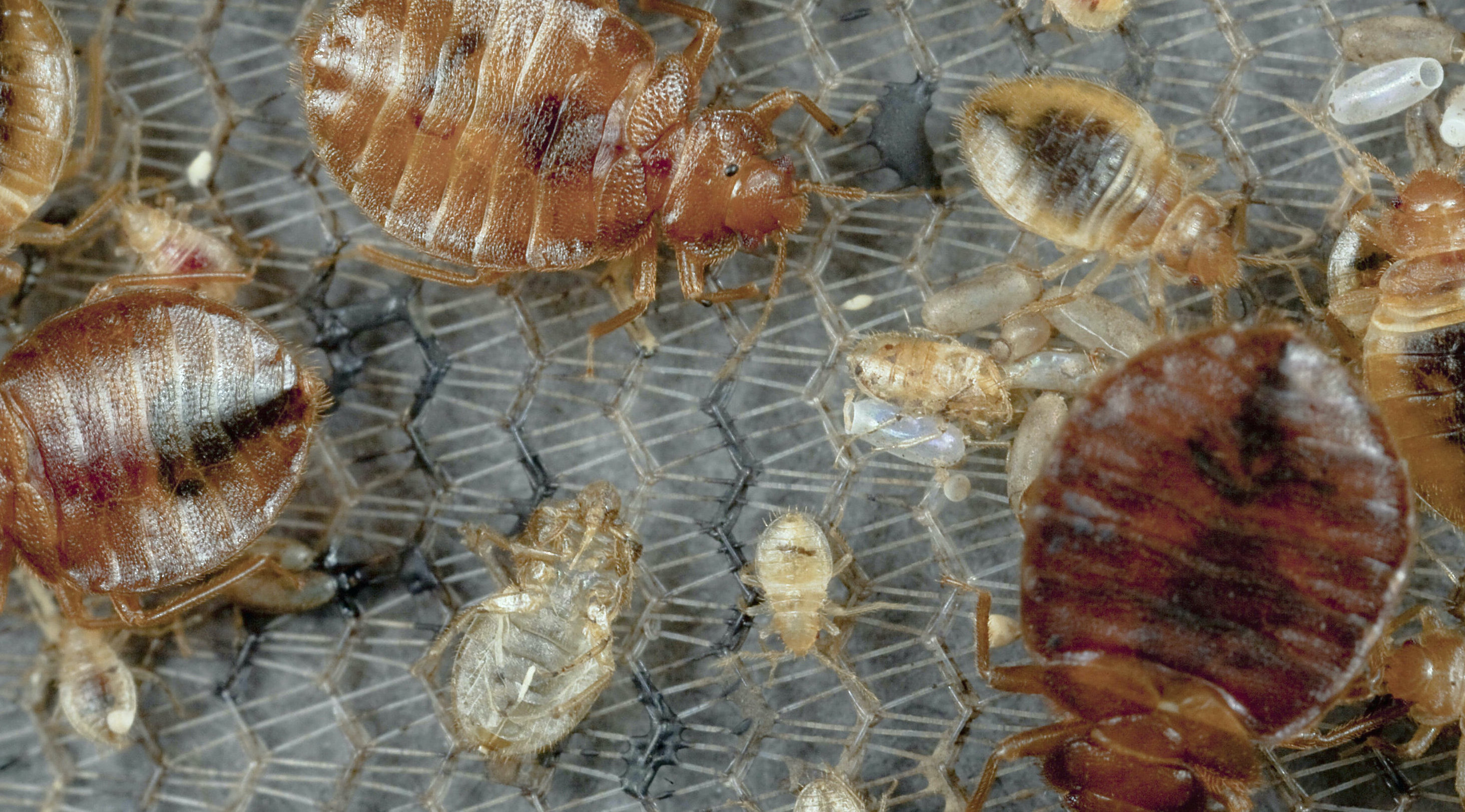 Bed Bugs: What You Need to Know 