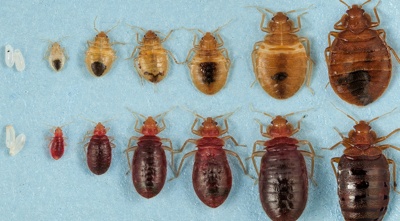 Bed Bug Exterminator Chicago Treatment