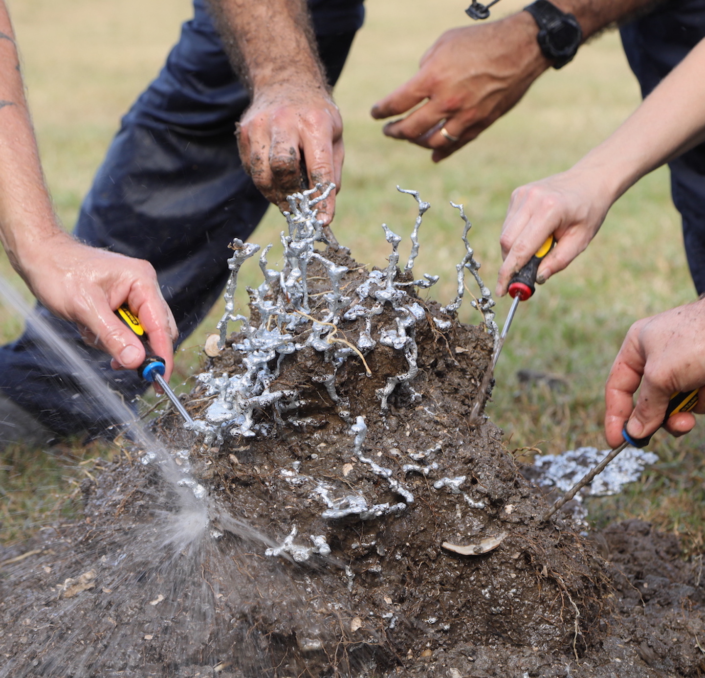 Field Ants in House Field Ant Prevention, Control, & Info