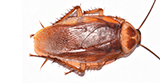 American cockroach