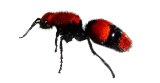 Velvet Ant_Thumbnail.png