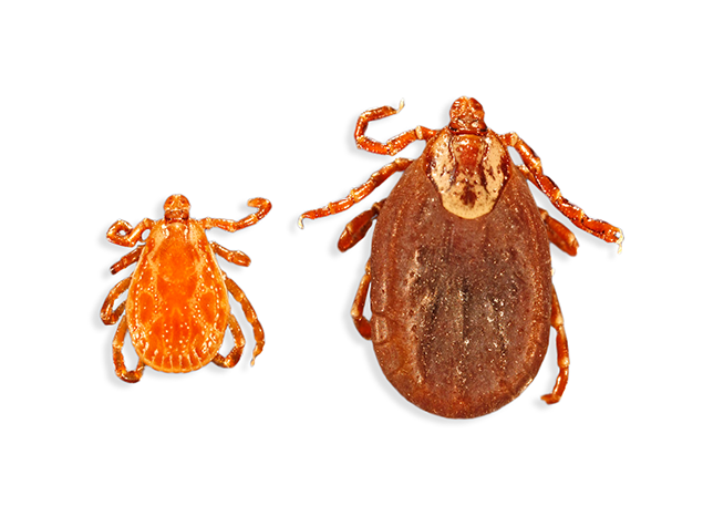 what does embedded tick look like on dog